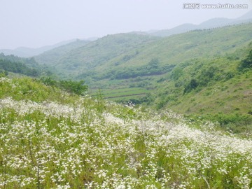 开满野菊花的山坡