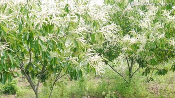 开花的板栗树