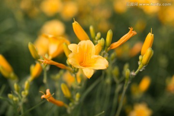 黄花萱草