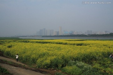 长沙湘江风光带油菜花