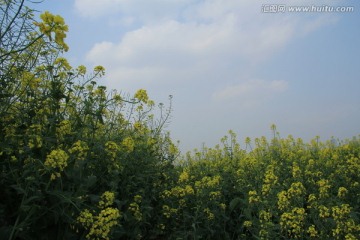 长沙湘江风光带油菜花