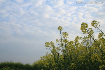 长沙湘江风光带油菜花