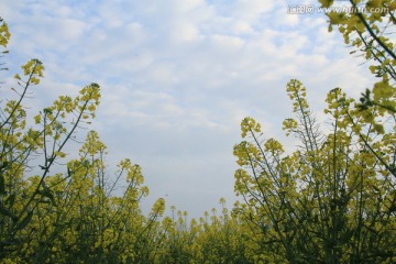 长沙湘江风光带油菜花