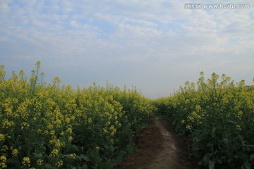 长沙湘江风光带油菜花