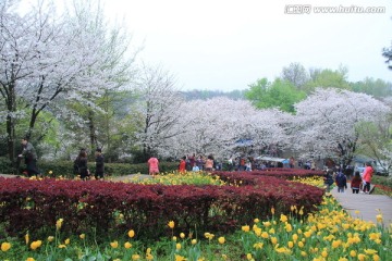 湖南省植物园樱花节赏樱游客爆满