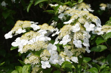 扬州瘦西湖琼花