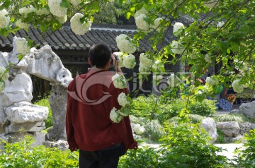 赏花 瘦西湖边绣球花