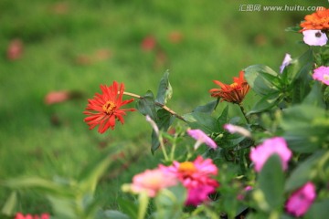 格桑花 植物花草