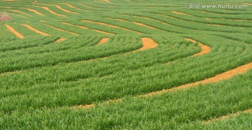 麦田