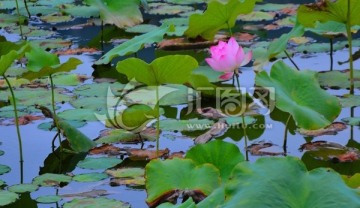 攀枝花仁和区湿地公园