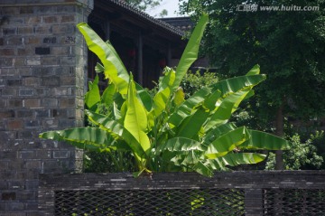 芭蕉树 老宅 绿树 绿叶