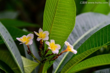 鸡蛋花