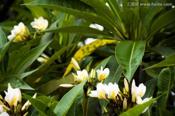 绿色植物花卉