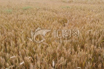 小麦成熟