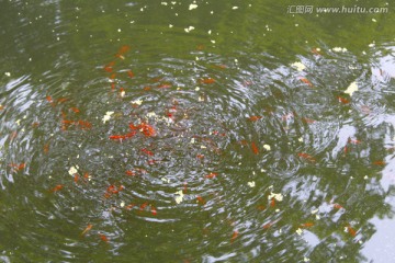 水池 锦鲤 金鱼