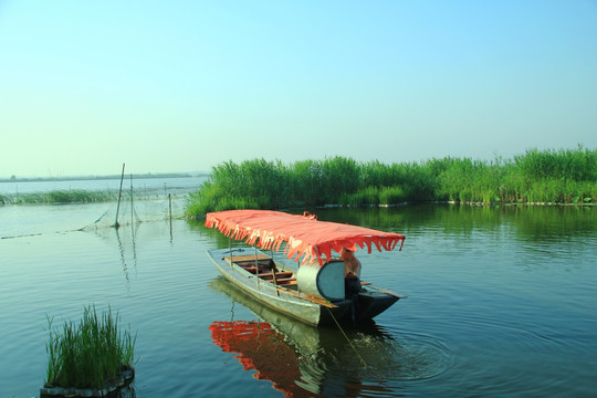 白洋淀湿地