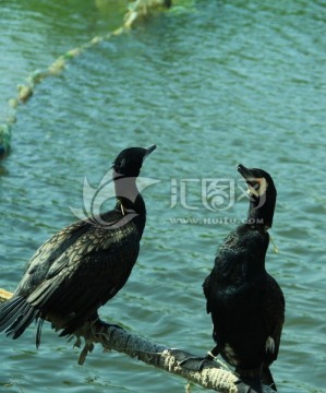 湖水 鸬鹚 捕鱼 小船 鱼鹰