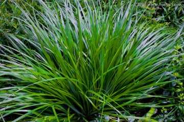 草 野草