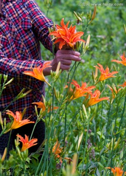 黄花菜 金针花 摘花