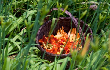 黄花菜 金针花