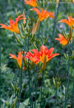 黄花菜 忘忧草