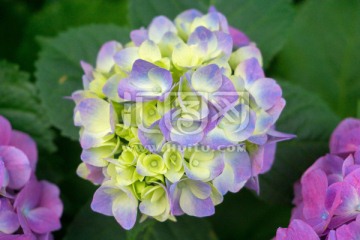 绣球 紫阳花