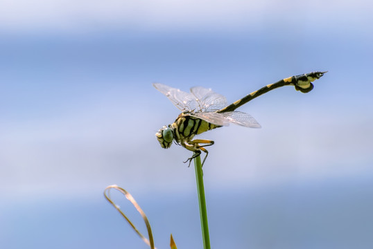 蜻蜓