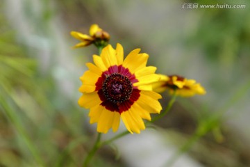 雪菊