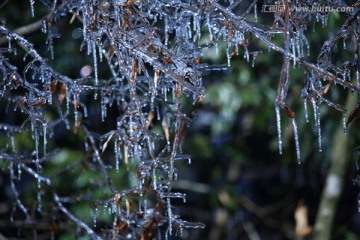 树枝的冰挂