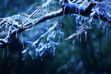 树上的冰雪