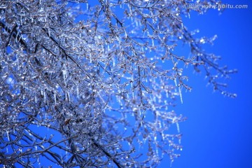 结冰的树枝