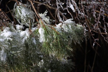 冰雪枝条