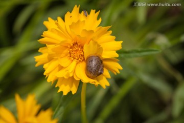 雏菊和蜗牛