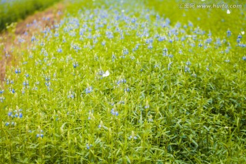 鼠尾草