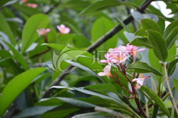 碎花 桃花 红花 绿叶 植物