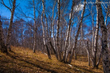 蓝天下的白桦树