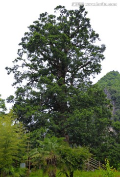 铁坚杉 杉树 古树