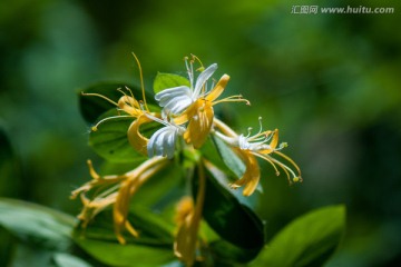 金银花