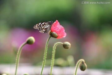 蝴蝶和花朵