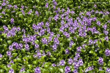 水葫芦花