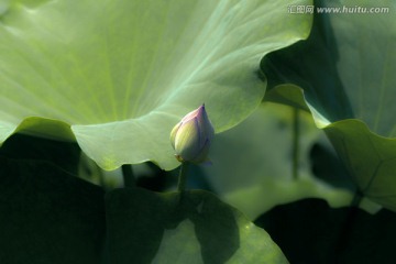 写意荷花花蕾