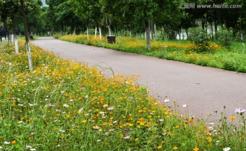 波斯菊 花径