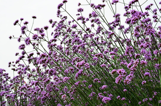 唯美紫色 鲜花盛放
