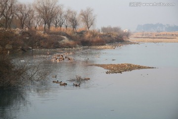 放养鸭子