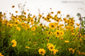 雏菊花