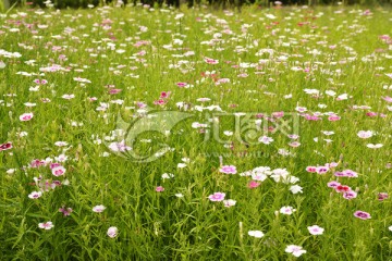 石竹花背景素材高清jpg