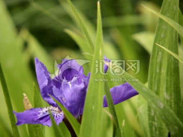 鸢尾花