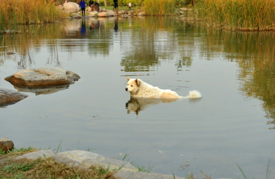 秋田犬