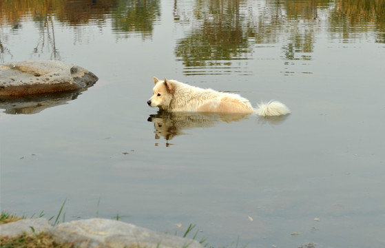 中华田园犬