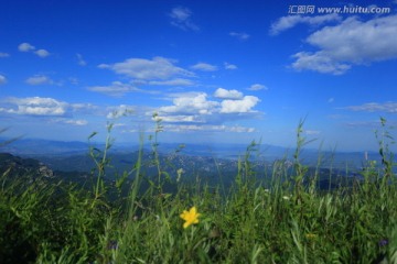 海坨山 金莲花